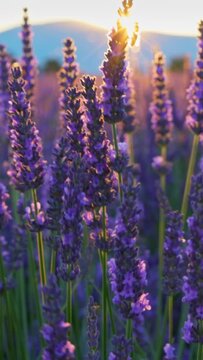 Lavender field at sunset, Provence, France. Beautiful purple lavender flowers, sun breaks through flowers Backlit violet lavender flowers sway in the wind. Vertical Screen