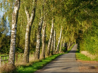 Landscape view of the alley. muensterland, westphalia, Germany