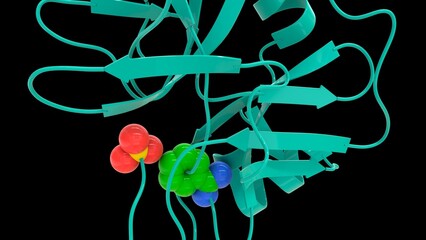 Trypsin enzyme structure 3d illustration