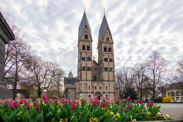 Basilica of St Castor behind a bed of tulips in Germany, Koblenz 21.3.2024