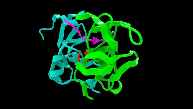 Proteolytic enzymes (proteases) structure 3d illustration