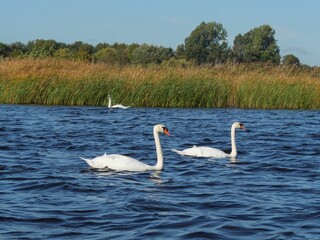 Swans on canals in Giethoorn, Netherlands