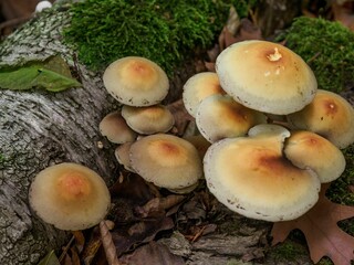 Cluster of tiny mushrooms growing on the surface of a fallen log in a natural woodland setting