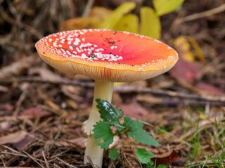 Closeup of a fly agaric growing in a forest