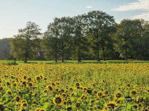 Beautiful sunflower field with blossoming flowerheads on a sunny day