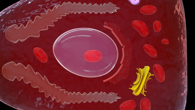 Foveolar cell or surface mucous cell of the stomach wall, secretes mucus  which cover the stomach wall 3d illustration