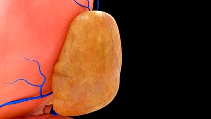 The hepatic portal vein carries nutrient-rich blood from the intestine and other parts such as the gallbladder, pancreas and spleen to the liver 3d illustration