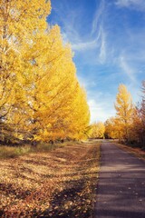 Scenic vertical view of a road through the trees on a sunny autumn day