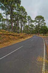 Vertical shot of an empty asphalt road going to woods under cloudy sky in El Hierro Island, Spain