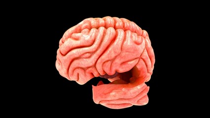 Brain lobes isolated in black background 3d illustration - obrazy, fototapety, plakaty