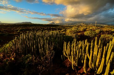 Landscape of Mexican Giant Cactus plants in a desert at sunset in Tenerife Canary Island
