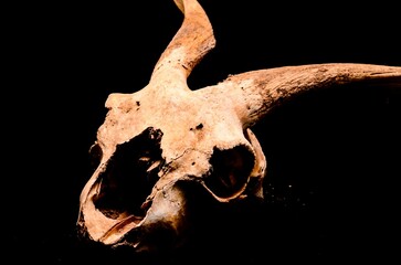 Close-up view of a goat skull with Big Horns before the Black Background