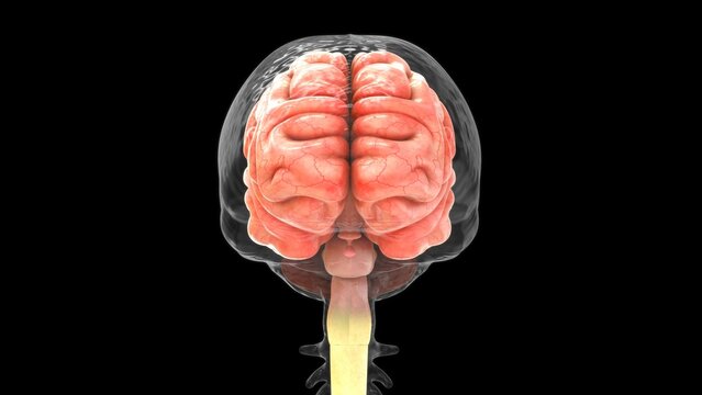 Brain with dura mater isolated in black background 3d illustrator