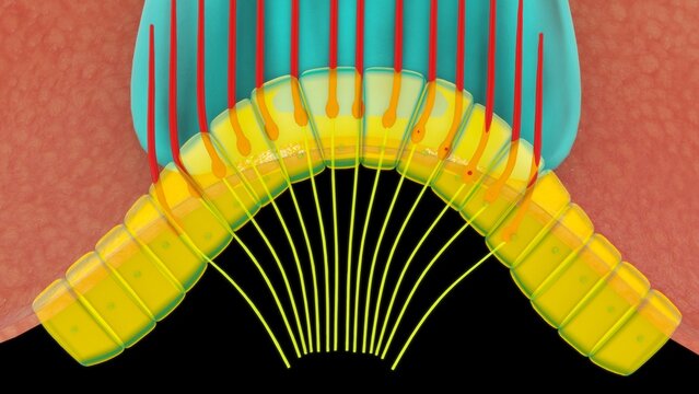 Crista ampullaris isolated in black background 3d illustrator