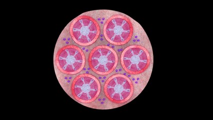 Leydig cells in testes of the male gonads 3d illustration