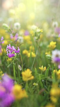 Summer alpine meadow with colorful wildflowers. Camera moves among grass and colorful flowers, backlight, sunset. Summer alpine green flora background. Vertical Screen