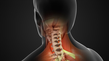Human Cervical vertebrae 3d illustration - obrazy, fototapety, plakaty