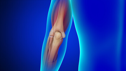 Human Elbow joint bones 3d illustration - obrazy, fototapety, plakaty