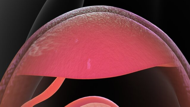 yolk sac in primate embryogenesis
3d Illustration