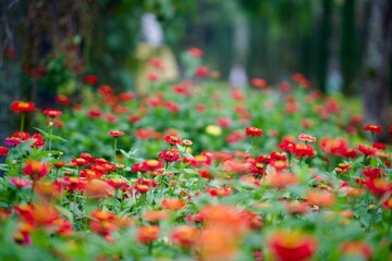 Beautiful garden with blooming red marigold flowers