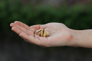 Selective focus of a Caucasian hand holding pistachios
