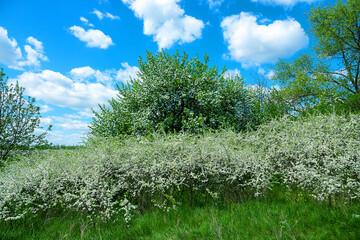 Blackthorn (Prunus spinosa) thornbush. Blooming wild apple tree in the background. Plot of...