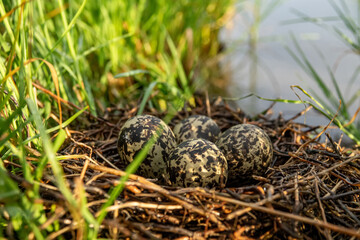 Black-winged stilt nest