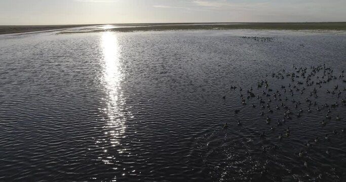 Aerial shot of hundreds of ducks floating in a  shiny river