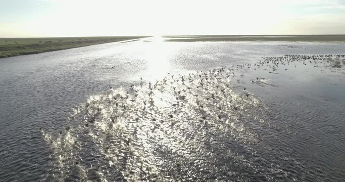 Drone shot of hundreds of ducks floating in a  shiny river