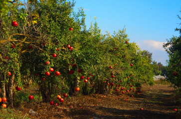 Red ripe pomegranate fruit on tree branch in the garden. 