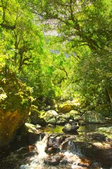 Vertical shot of a river flowing through rocks in a forest on a sunny day