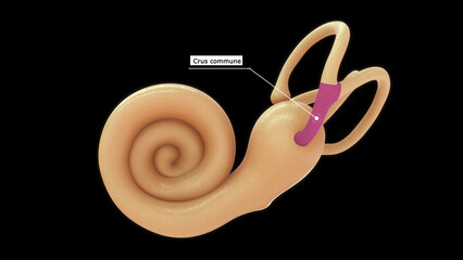Anatomy of human ear (Crus commune) 3d illustrator 