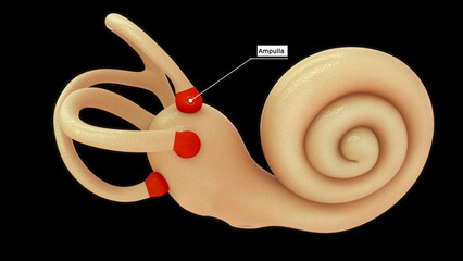 Anatomy of human ear (Ampulla) 3d illustrator 