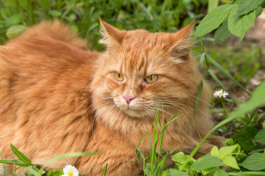 Beautiful maine coon young fluffy red orange cat portrait with insight attentive smart look in green grass outdoors in garden in nature close up