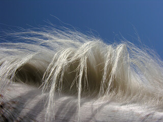 white horse hair closeup against clear sky background, backlit