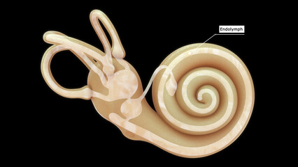 Anatomy of human ear (Endolymph) 3d illustration