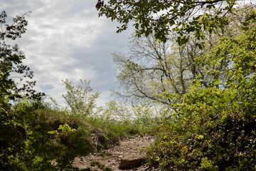 Nature scene with various trees and plants near the small dirt  path during the daytime