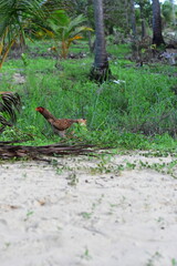 as galinhas são criadas no sertão soltas nos quintais. elas colocam seus ovos muitas vezes ali mesmo nos matos, aves domésticas. galos e galinhas soltas na natureza
