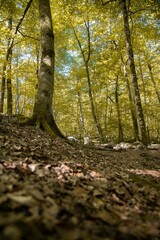 Fototapeta premium Vertical cloesup shot of dry leaves on the ground and trees with yellow leaves in autumn