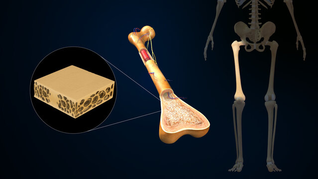 Bone matrix (composite material consisting of organic and inorganic components) 3d illustration