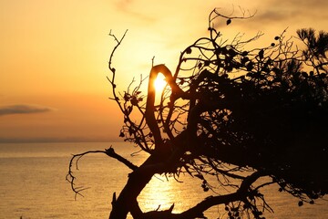 Closeup shot of the silhouette of a tree and its branches on the background of the sun at sunset