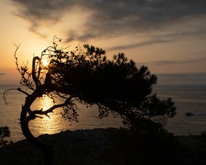 Dramatic shot of the silhouette of a curved tree on the background of the setting sun