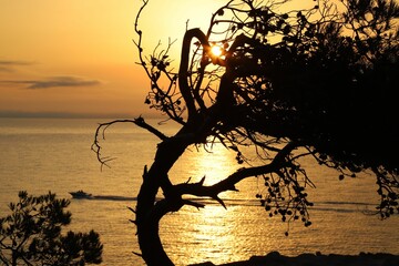 Closeup shot of a silhouette of a curved tree and a boat in the sea during sunset
