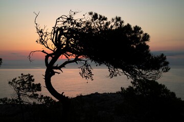 Curved tree with a sea in the background during sunset, Cami de Ronda in Costa Bra, Spain