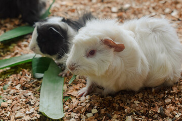 guinea pig cute eating leaves