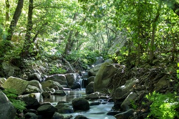 Beautiful view of the river flowing in the forest