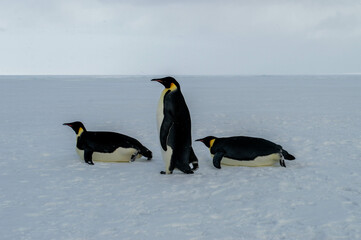 Colony of emperor penguins at the antarctica, keep walking or sliding