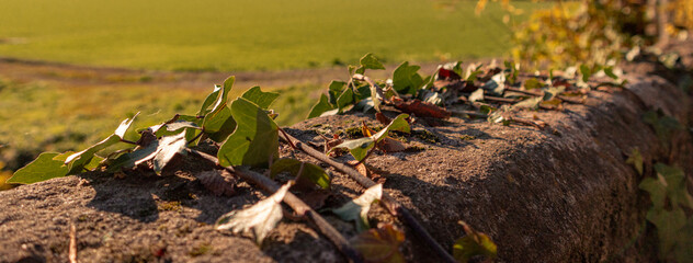 Panoramic view of grape leaves in a field under the sun