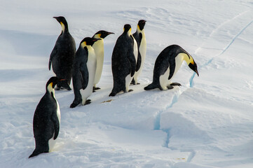 Colony of emperor penguins at the antarctica