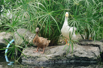 white goose in the pond